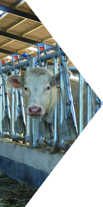 Vache au cornadis dans un bâtiment d’élevage aménagé