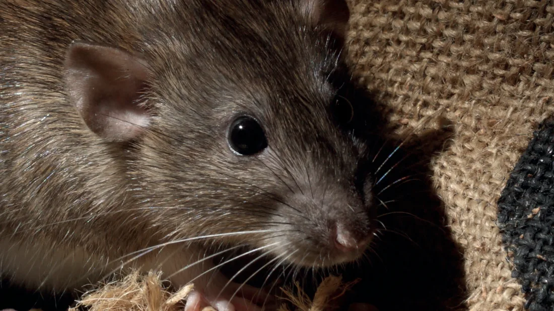 Rat dans un stockage de grain, cible de la gestion des nuisibles