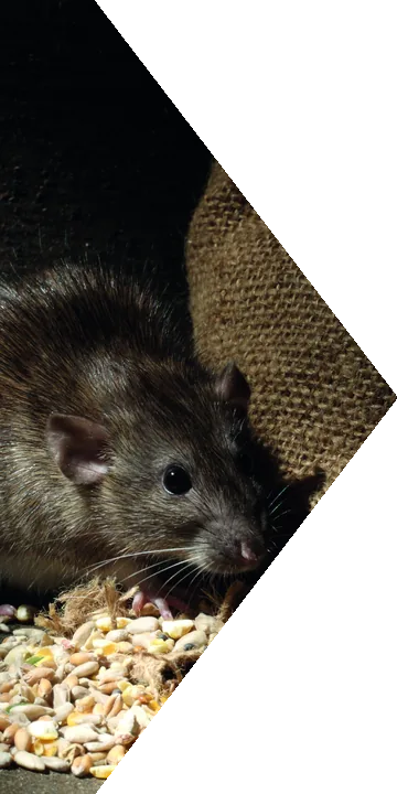 Rat près d’un stock de grains