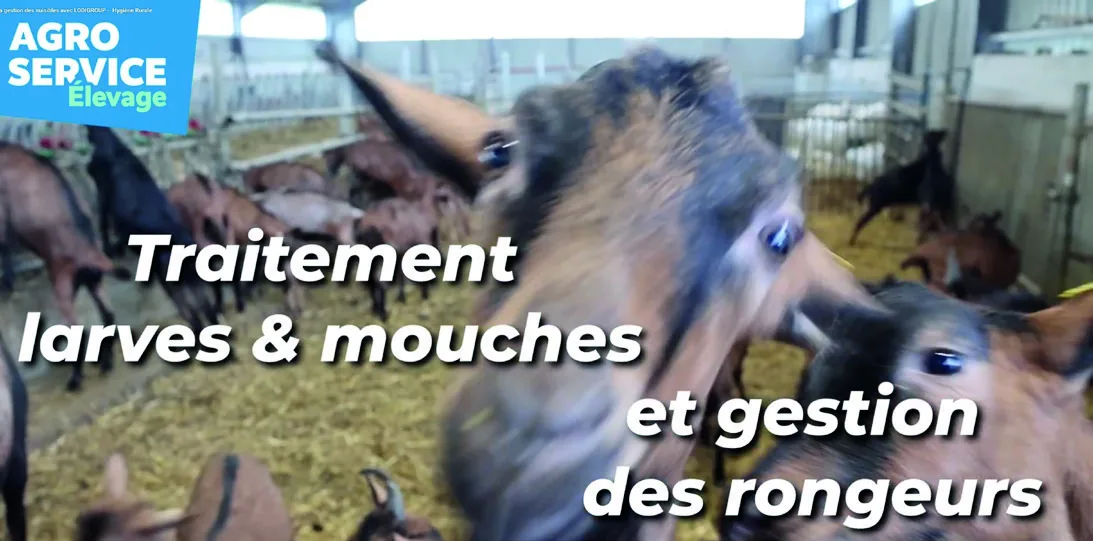 Traitement larves et mouches et gestion des rongeurs