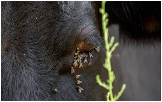 Mouches / insectes