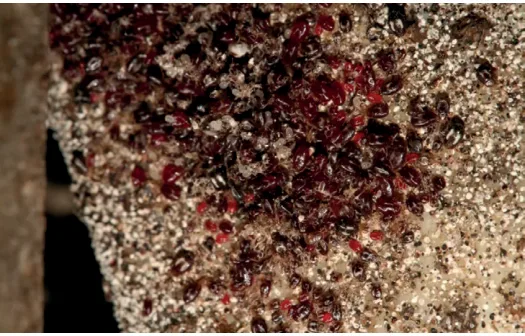 Poux rouges