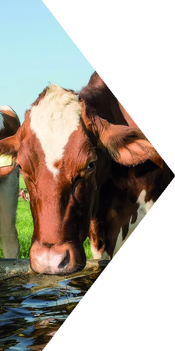 Vache s’abreuvant